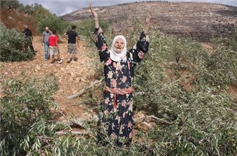 2000 oliviers détruits en 2 jours, 700 près de Jenin et 1300 près d'Hébron